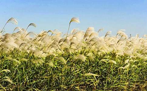 蘆葦青春傷成海初二作文