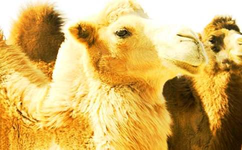 ����R����