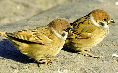 ��ϲ�gС��ȸС�W������