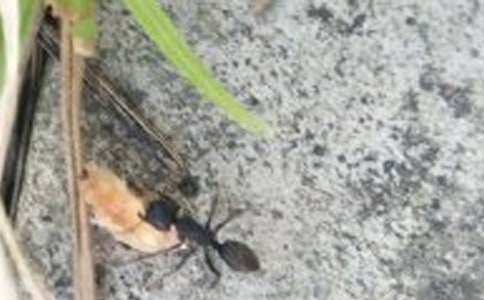 �����á��^��Λρ��ӛģ�弯�\9ƪ