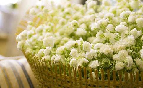 滿天星的倔強作文(精選11篇)