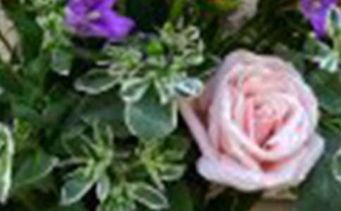 ɳĮõ�����ĺϼ���ƪ