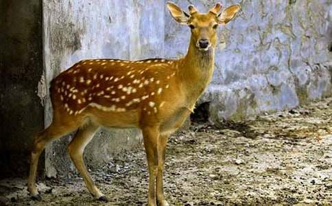 ÷��¹����5ƪ