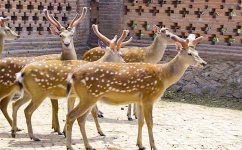 寫梅花鹿的作文(7篇)