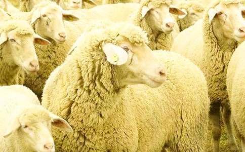 《朱庇特大神和綿羊》寓言故事