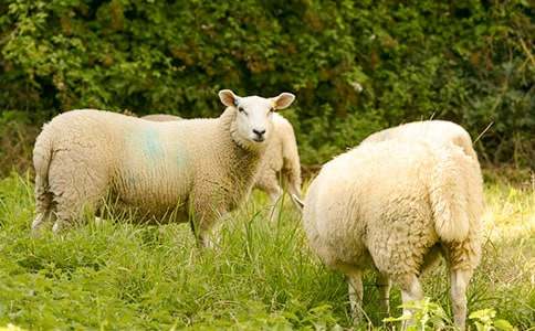 �������˵�С�d������700��