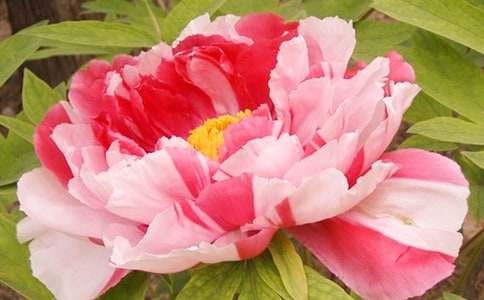 ĵ������600�֣�ͨ��58ƪ��