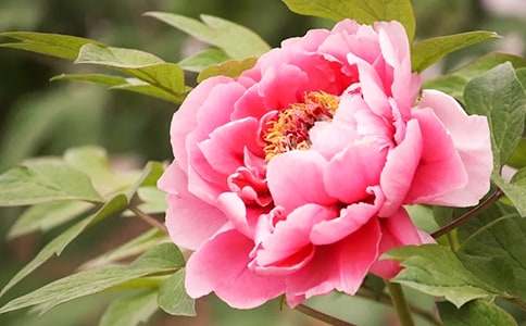 ���ĵ��������500��