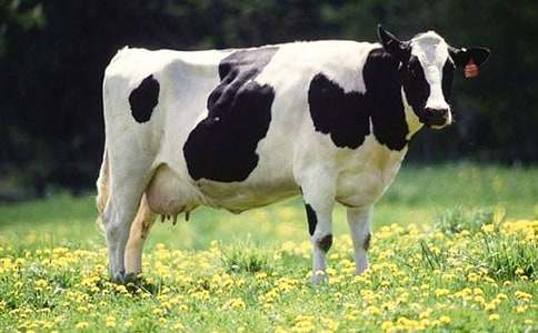 奶牛作文400字10篇