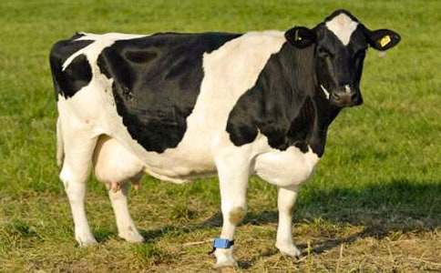 ���P��ţ����300�־�ƪ