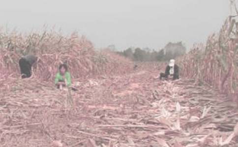 第一次干農活作文(3篇)