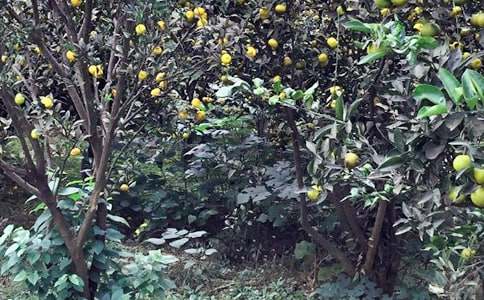 �r�Ҙ���������500��