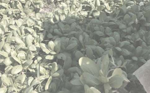 農作物諺語150句