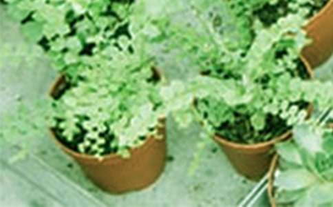 �ɘ����Ե�˼����������