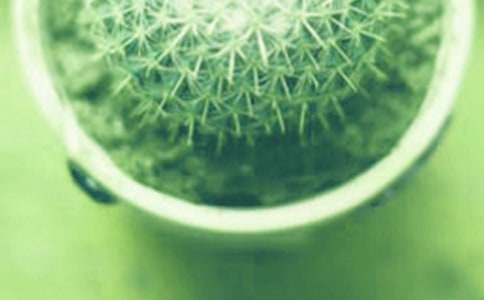 盆栽作文400字3篇