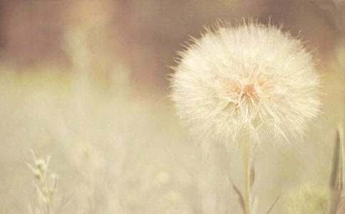 像蒲公英一樣輕盈優秀作文2000字