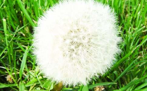 雪一般的蒲公英作文(3篇)