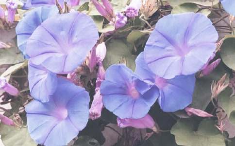 С�W���^�젿ţ��100������