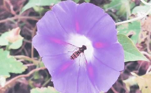 三年級作文牽牛花100字