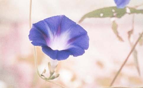 觀察牽牛花作文(15篇)