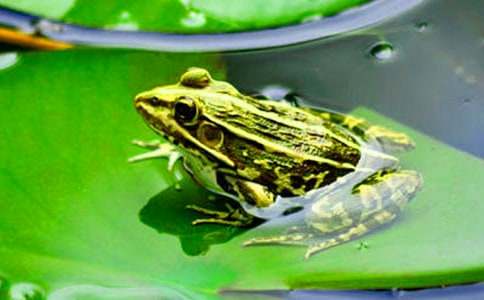 ���ܺ�Λρ������ƪ