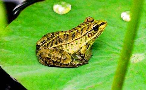 青蛙童話故事作文