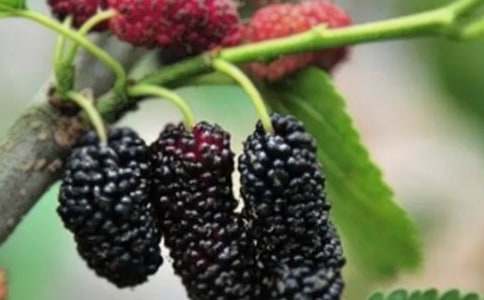 游丁宅摘桑果敘事作文