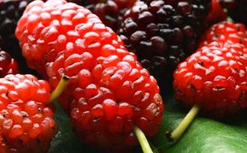 摘桑葚作文(通用58篇)