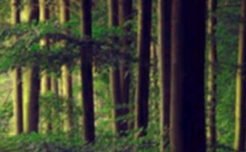 ��ࡶɭ�ֿ��������Ľ̰���ͨ��6ƪ��