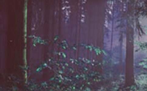 ɭ�ַ�������1500��