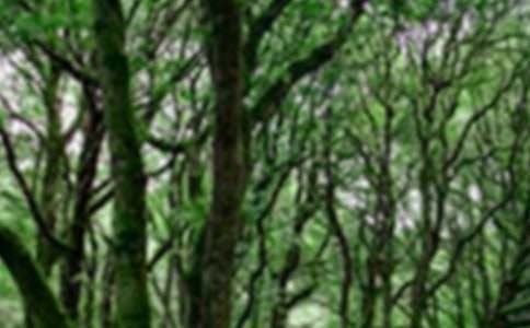 ɭ�ַ������C�ƹ�������