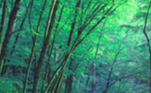 ���ɭ�ַ���������؟�̰�����