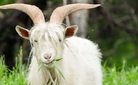 ɽ���^��ľ������