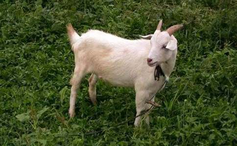 ɽ���^��ľ��Ԓ�}���ģ����x42ƪ��