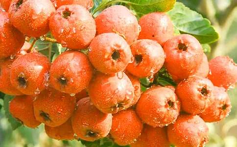 ɽ高�֮�١��^���