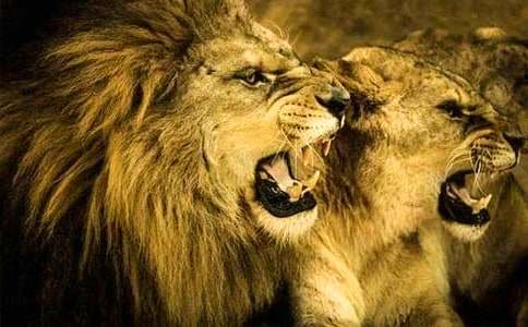 ���{�Ӻ�¹���̰���˼