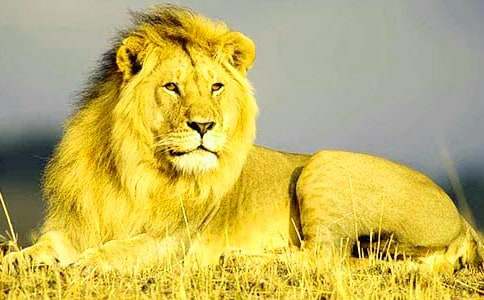 �������ģ����p�{�ӣ����p����