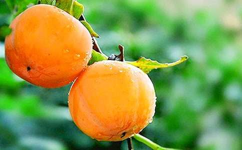 關于柿子的作文400字