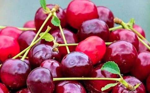 水果色拉之愛心_小學作文