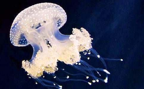 水母作文400字八篇