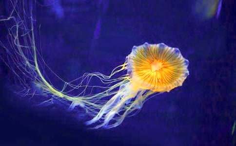 ˮĸ�����Ć�ʾ����