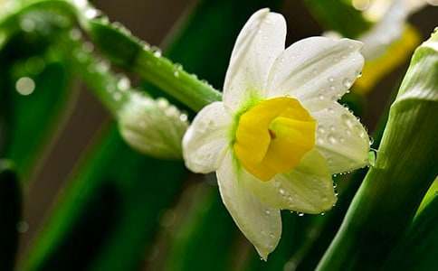 故鄉的水仙_800字-狀物作文500字