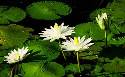 ��˯ɏ����100�ַ���