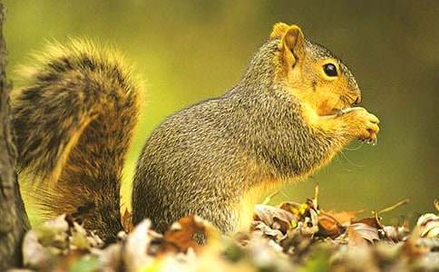 ��С�����\�ɹ����ă���̰�