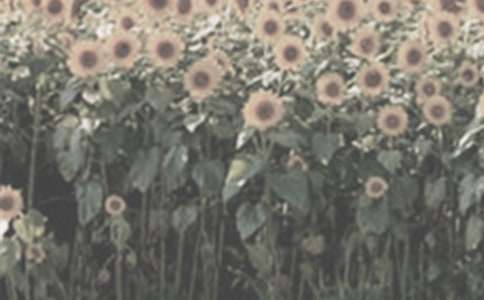 ٝ��̫ꖻ�����