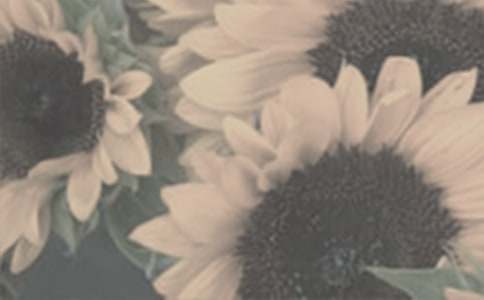 獨愛太陽花狀物作文