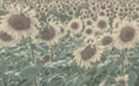 �P��̫ꖻ�����