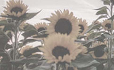 �茑̫ꖻ�������