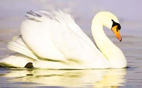 脫變后的“天鵝”-四年級寫人作文650字