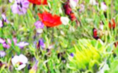 ����Ұ����